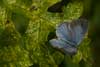 Boomblauwtje 5 (vrouwtje) (Celastrina argiolus)